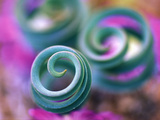 Curled Lily Leaves, Namaqualand, South Africa