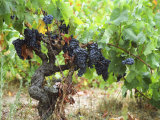 Buy Ripe Grapes in the Vineyard, Domaine Pech-Redon, Coteaux Du Languedoc La Clape at AllPosters.com