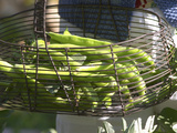 Green Beans in Vegetable Garden, Clos Des Iles, Le Brusc, Var, Cote d'Azur, France