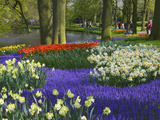 Tulips in Keukenhof Gardens, Amsterdam, Netherlands