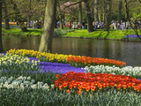 Buy Tulips and Daffodils in Bloom in Keukenhof Gardens, Amsterdam, Netherlands at AllPosters.com