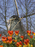 Windmill with Tulips in Keukenhof Gardens, Amsterdam, Netherlands Photographic Print