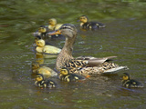 Mother Duck Leading Ducklings on the River in Keukenhof Gardens, Amsterdam, Netherlands