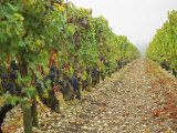 Cabernet Sauvignon Vines with Grapes, Chateau Du Tertre, Margaus, Medoc, Bordeaux, Gironde, France