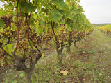 Semillon Grapes with Noble Rot on Vines, Chateau d'Yquem, Sauternes, Bordeaux, Gironde, France