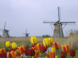 Windmills and Tulips Along the Canal in Kinderdijk, Netherlands Photographic Print
