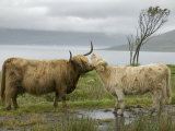 Highland Cows Courting and Grooming, Scotland