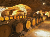 Oak Barrels in Cellar at Domaine Comte Senard, Aloxe-Corton, Bourgogne, France