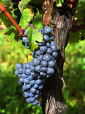 Merlot Grapes on Branch of a Vine, Bergerac, Bordeaux, Gironde, France