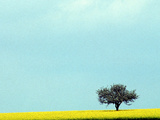 Buy Lone Tree in Field of Rapeseed, Germany at AllPosters.com