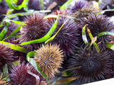 Buy Street Market Stall with Sea Urchins Oursin, Sanary, Var, Cote d'Azur, France at AllPosters.com