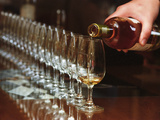 Row of Wine Tasting Glasses, Chateau La Tour Blanche, Sauternes