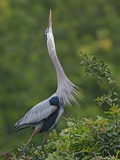 Great Blue Heron Displaying the Sky Point Courtship Ritual