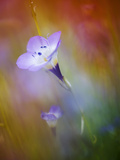 Abstract of Gilia Wildflowers, California, USA