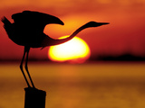 Silhouette of Great Blue Heron Stretching Neck at Sunset, Fort De Soto Park, St. Petersburg