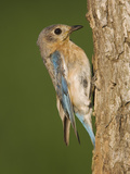 Eastern Bluebird at Nesting Cavity, Willacy County, Rio Grande Valley, Texas, USA