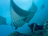 Manta Rays with Diver, Yap Island, Caroline Islands, Micronesia Photographic Print