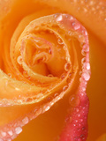 Rose Close-up with Dew
