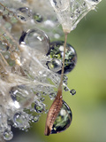 Close-up of Water Droplets on Dandelion Seed, San Diego, California, USA