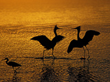 Silhouettes of Reddish Egrets Conduct Mating Dance in Gold-Colored Water