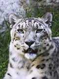 Portrait of Snow Leopard at the Sacramento Zoo, Sacramento, California, USA