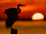 Silhouette of Great Blue Heron Stretching Wings at Sunset, Fort De Soto Park, St. Petersburg