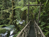 Trail in Cloud Forest, La Paz Waterfall Gardens, Central Valley, Costa Rica