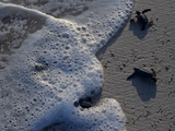 Sea Turtles to Sea, Maya Route, El Cuya, Mexico