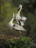Great Blue Herons in Courtship Display at the Venice Rookery, South Venice, Florida, USA