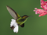 Coppery-Headed Emerald in Flight Feeding on Shrimp Plant, Central Valley, Costa Rica