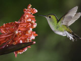 Coppery-Headed Emerald in Flight, Central Valley, Costa Rica
