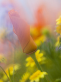Abstract of Poppies and Wildflowers, Antelope Valley, California, USA