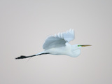 Flying Great Egret in Predawn at the Venice Rookery, South Venice, Florida, USA