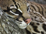 Ocelot Female Resting on Mesquite Tree, Welder Wildlife Refuge, Sinton, Texas, USA