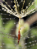 Close-up of Water Droplets on Dandelion Seed Caught in Spider Web, San Diego, California, USA