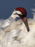 Whooping Crane Preens Feathers in Early Morning Light, Lake Kissimmee, Florida, USA