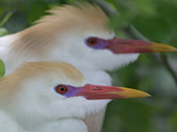 Portrait of Two Cattle Egrets in Breeding Plumage at St. Augustine Alligator Farm, St. Augustine