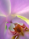 Backlit Phalaeonopsis Orchid, Alpharetta, Georgia, USA