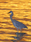 Great Blue Heron in Golden Water at Sunset, Fort De Soto Park, St. Petersburg, Florida, USA