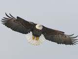 Bald Eagle Flying with Full Wingspread, Homer, Alaska, USA