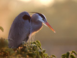 Great Blue Heron Perches on a Tree at Sunrise in the Wetlands, Wakodahatchee, Florida, USA