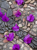 Fallen Bougainvillea Petals on Cobblestones, San Miguel De Allende, Mexico