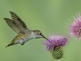 Female Anna's Hummingbird at Thistle, Paradise, Chiricahua Mountains, Arizona, USA