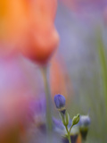 Abstract of Poppies and Gilia Wildflowers, California, USA