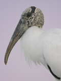 Pre-Dawn Close-up of Wood Stork, Fort De Soto Park, Florida, USA