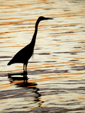 Silhouette of Great Blue Heron in Water at Sunset, Sanibel Fishing Pier, Sanibel, Florida, USA