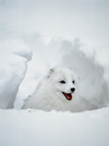 Arctic Fox in Winter Coat, Alaska, USA