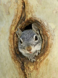 Grey Squirrel in Sycamore Tree Hole, Madera Canyon, Arizona, USA