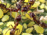 Close-up of Ants Harvesting Honeydew from Aphids, Lakeside, California, USA