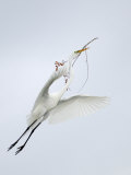 Great Egret Flying with Nesting Material, St. Augustine Alligator Farm, St. Augustine, Florida, USA